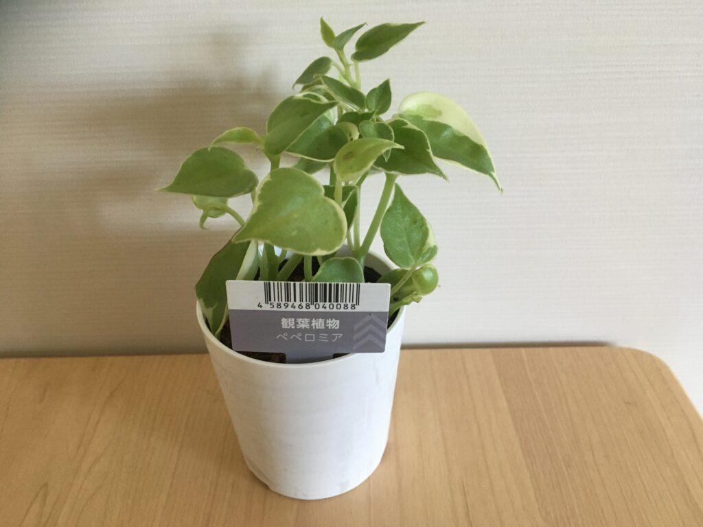 ダイソー植物