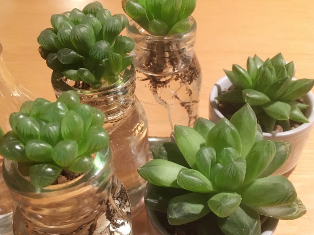 たくさんのハオルチア たくさんのハオルチア