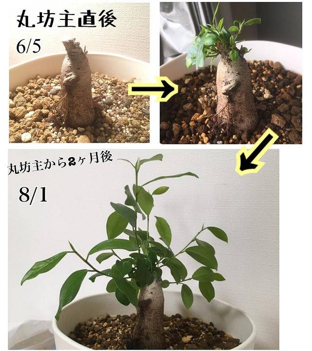 ガジュマル丸坊主の経過