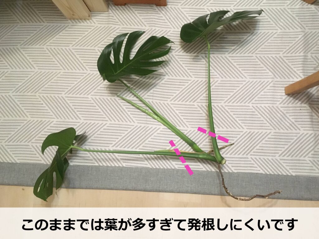 剪定で出たモンステラの茎