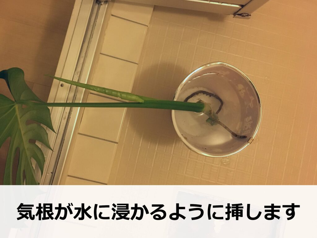 モンステラの茎