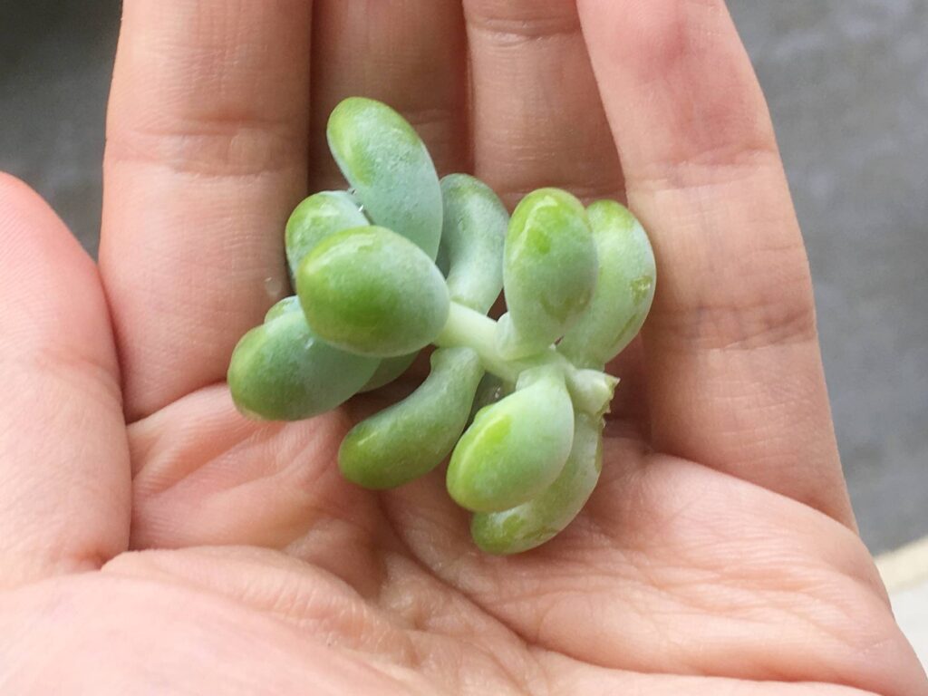 多肉植物のカット苗