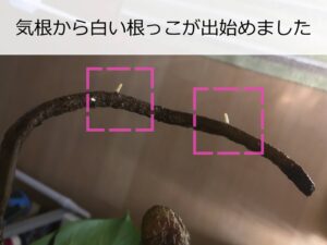 気根から発根