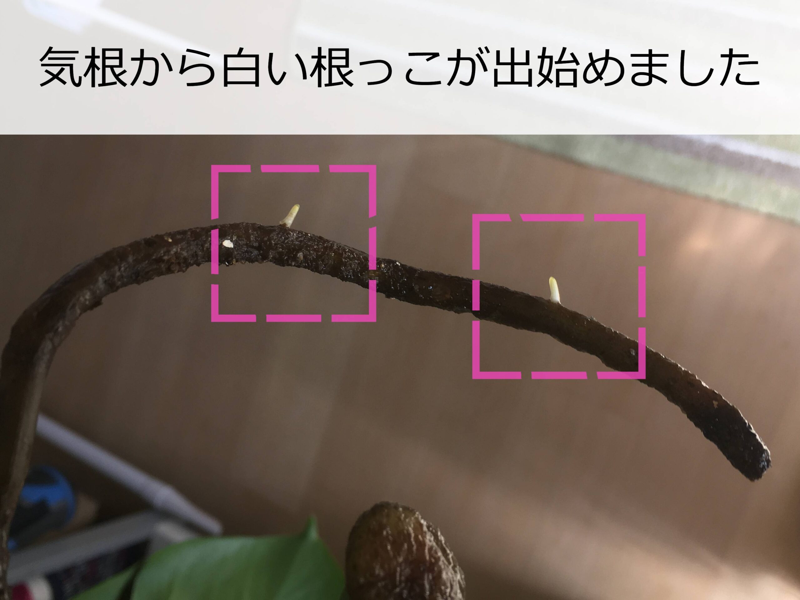 モンステラの気根から伸びた白い根