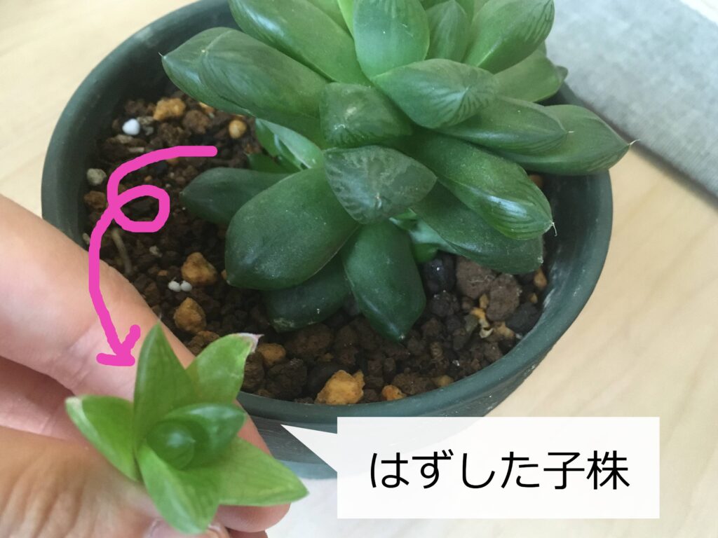 はずしたハオルチアの子株 はずしたハオルチアの子株