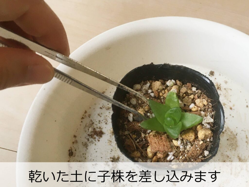 ハオルチアの子株を植え付け ハオルチアの子株を植え付け