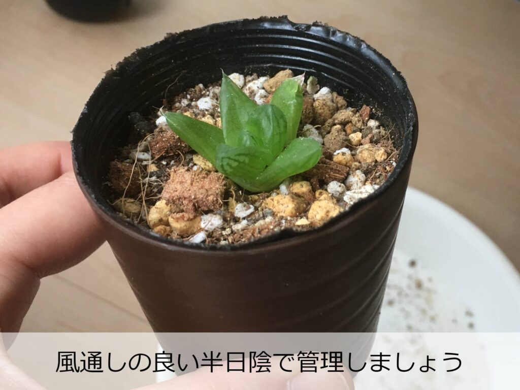 植え付け後のハオルチア