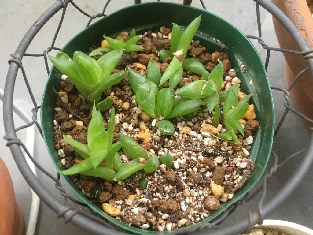 株分けで増やしたハオルチア 株分けで増やしたハオルチア