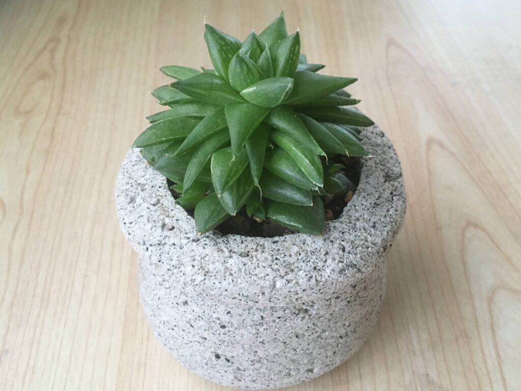 大きくなったハオルチア 大きくなったハオルチア
