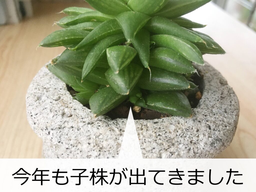 子株が出てきたハオルチア 子株が出てきたハオルチア