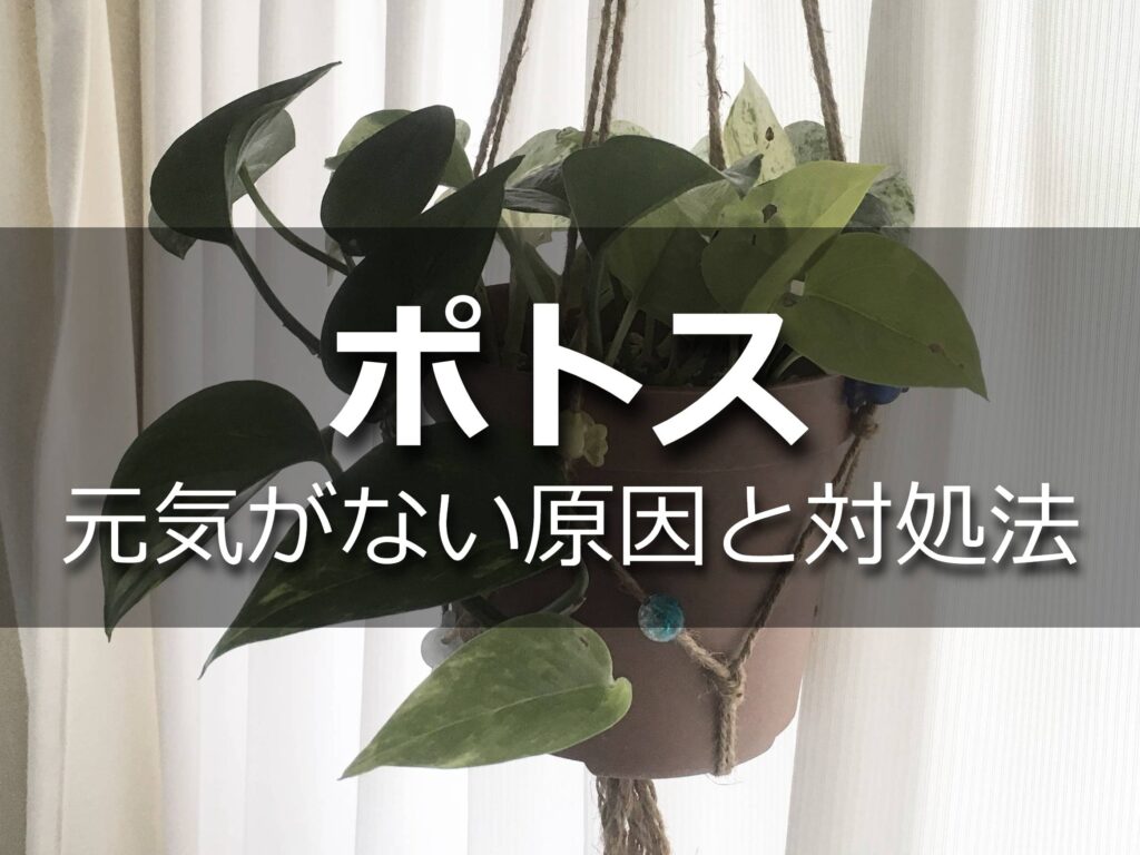 ポトス 元気がないときの原因と対処法を解説します Komame Topics ポトス 元気がないときの原因と対処法を解説します Komame Topics