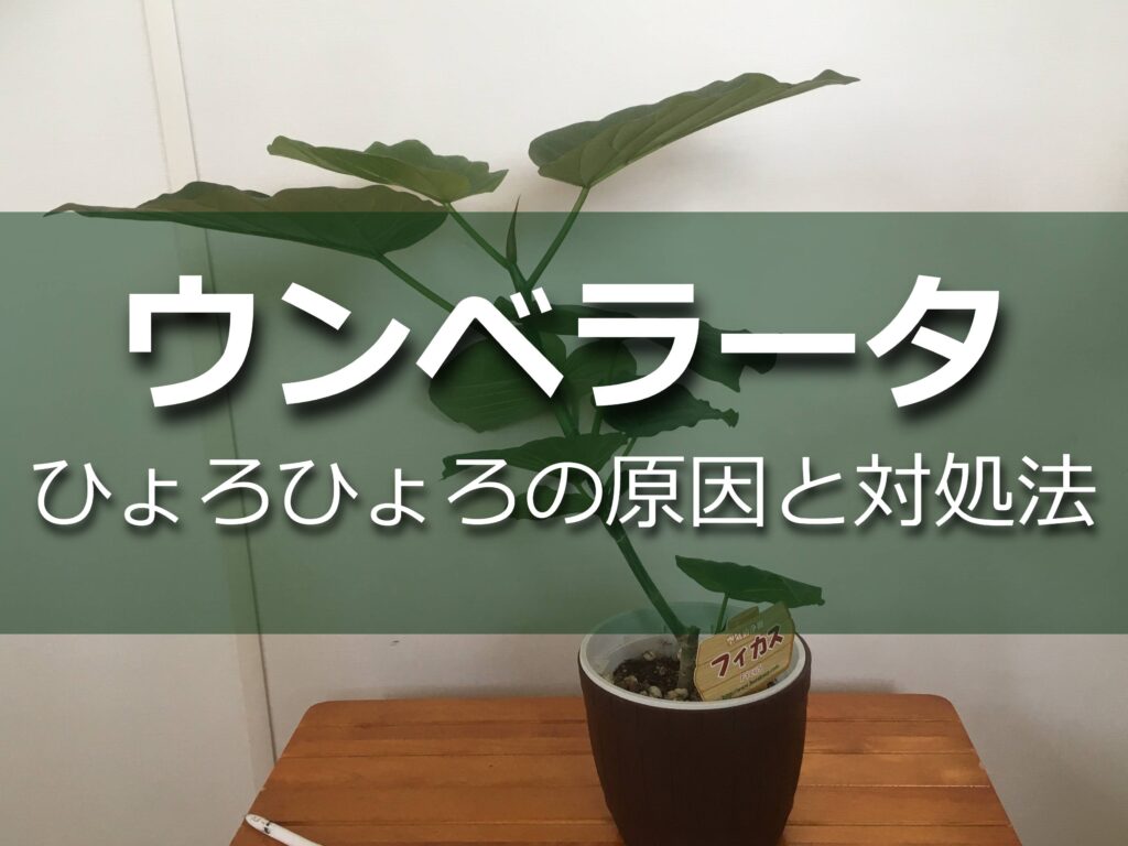 ウンベラータ ひょろひょろになる原因と対処法 Komame Topics ウンベラータ ひょろひょろになる原因と対処法 Komame Topics