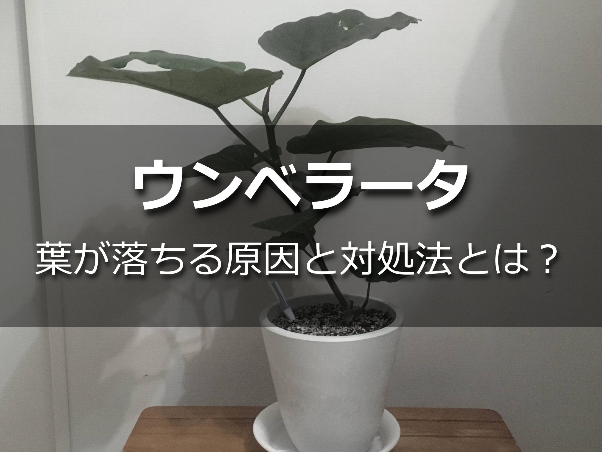 ウンベラータの鉢植え