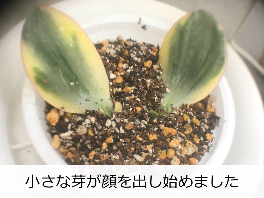 カネノナルキの葉挿し