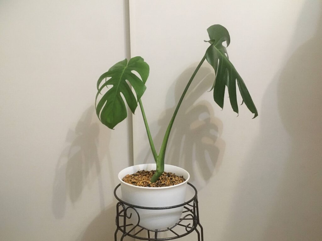 植え付け後のモンステラ