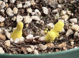 観葉植物を植えている土に生えた黄色っぽいきのこ
