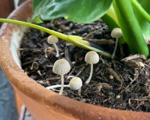 観葉植物の株元に生えた白っぽいきのこ