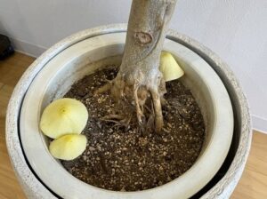 観葉植物の土に生えた黄色いきのこ