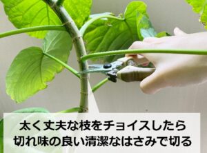 ウンベラータの挿し木を切る瞬間