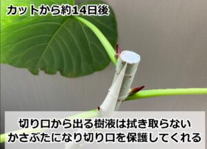 剪定から2週間後のウンベラータ