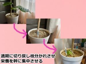 ウンベラータの切り戻し後の経過