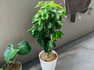 ダイソーで買ってから6年経ったコーヒーの木