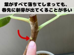 ゴムノキの新芽