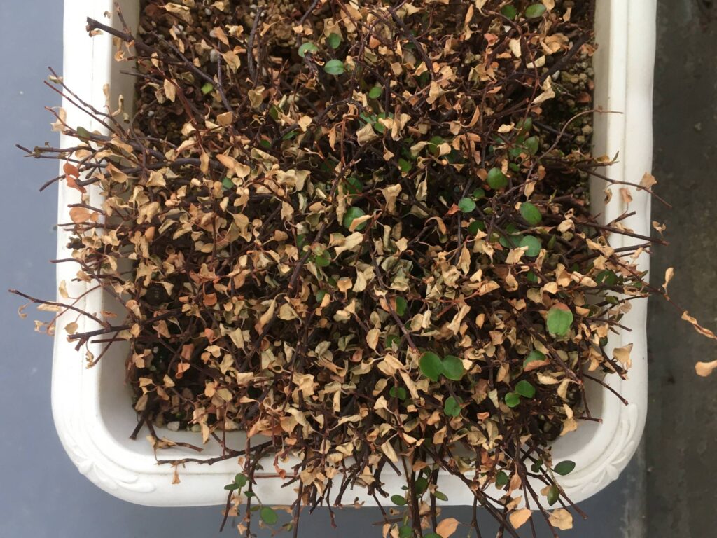うっかり水やりを忘れると乾燥により葉を落としやすいワイヤープランツ うっかり水やりを忘れると乾燥により葉を落としやすいワイヤープランツ
