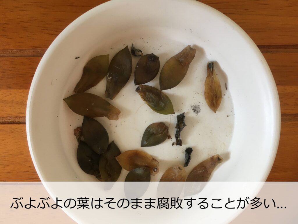 ぶよぶよになった多肉植物の葉