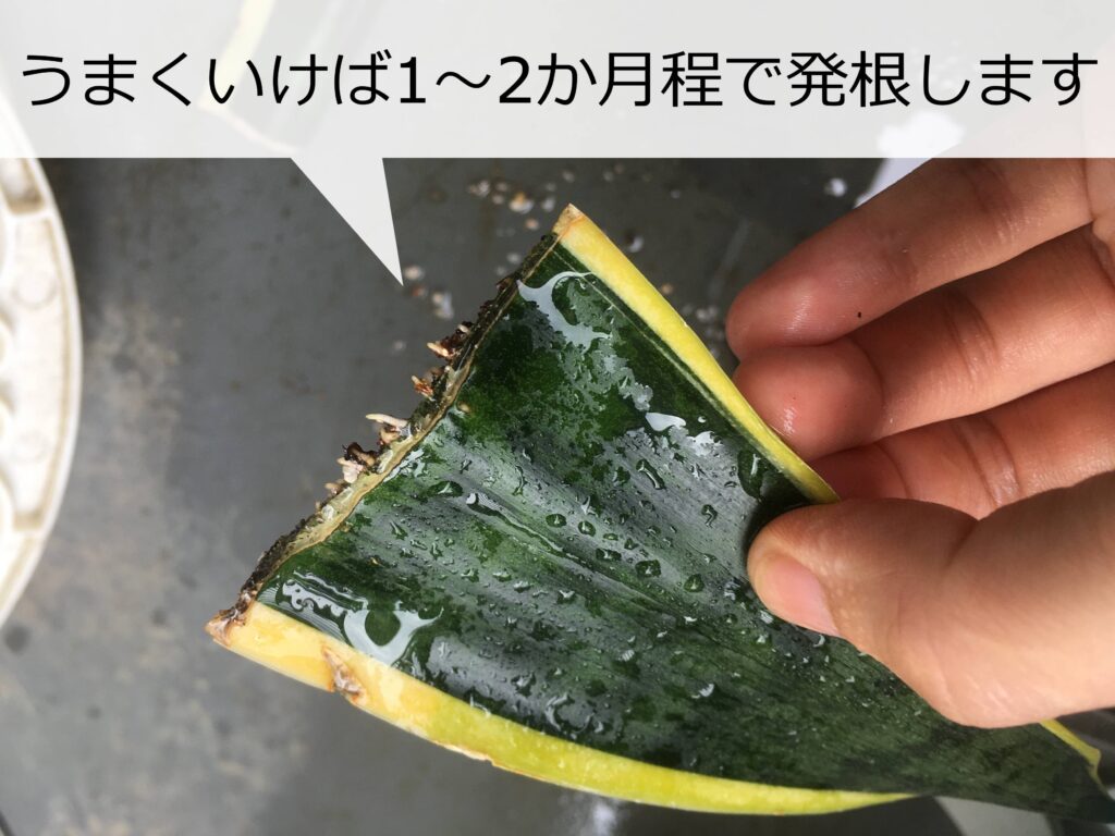 サンスベリアの葉挿し サンスベリアの葉挿し