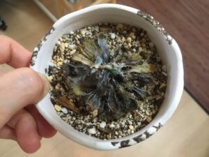 蒸れて腐ったエケベリア