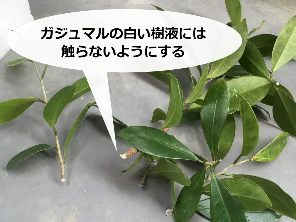 ガジュマルの切り口からにじみ出る白い樹液 ガジュマルの切り口からにじみ出る白い樹液
