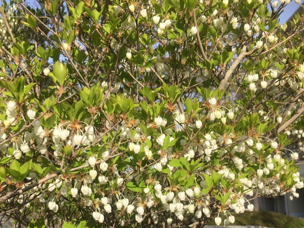 ドウダンツツジの花