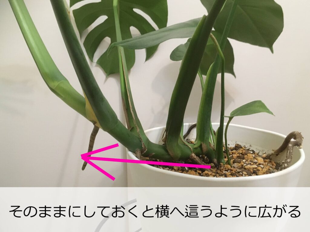 横に這うように育つのがモンステラの特徴でもある