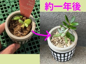 徒長した多肉の一年後