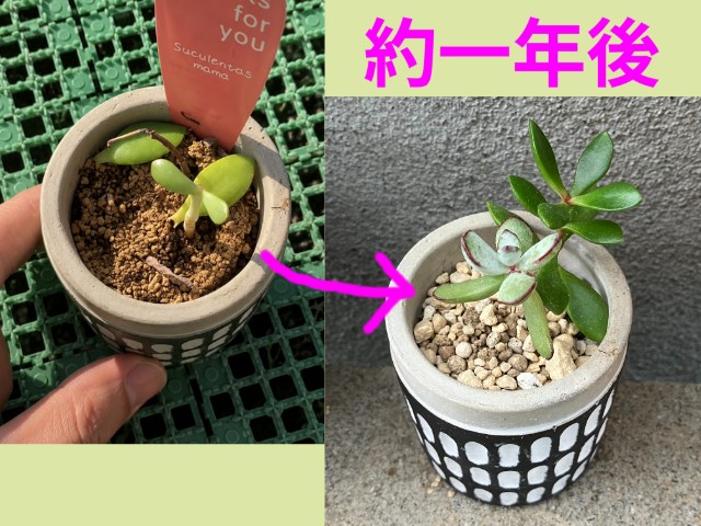 徒長した多肉の一年後