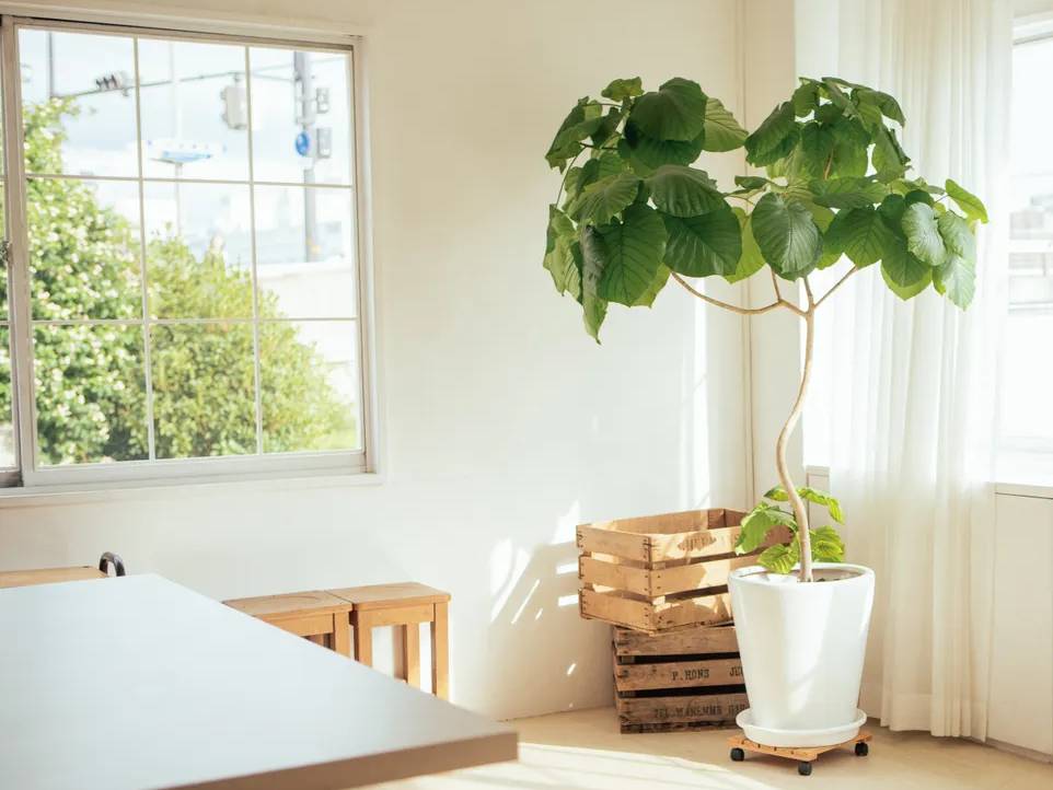 ウンベラータが葉焼けする原因と予防する方法 Komame Topics