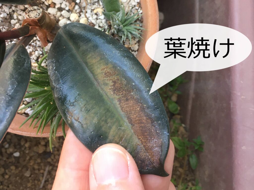 ゴム の 木 葉 が 落ちる