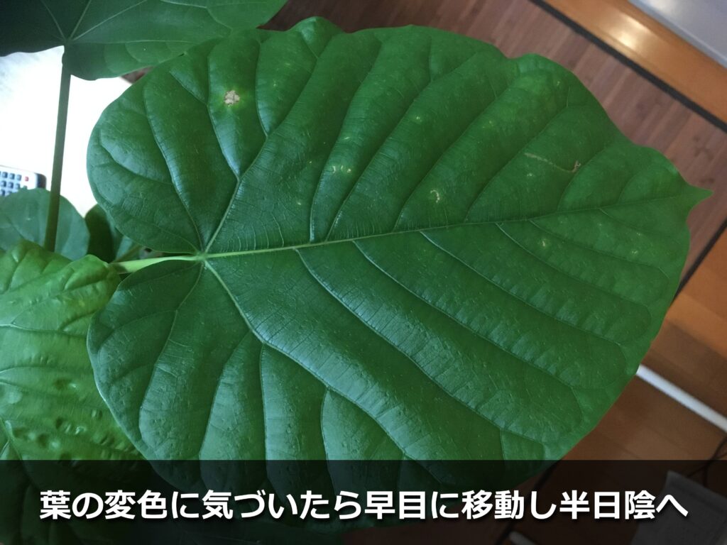 ウンベラータの葉焼け