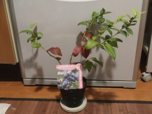 ブルーベリーの植え替え