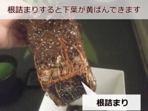 根詰まり