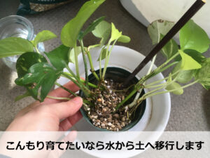 水挿しで発根したポトスを土に植えつける