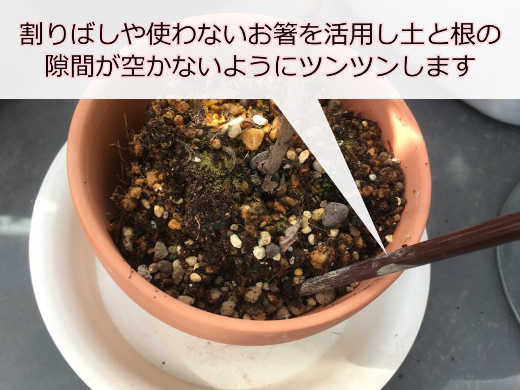 植え替え中