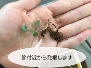 ドルフィンネックレスの挿し芽