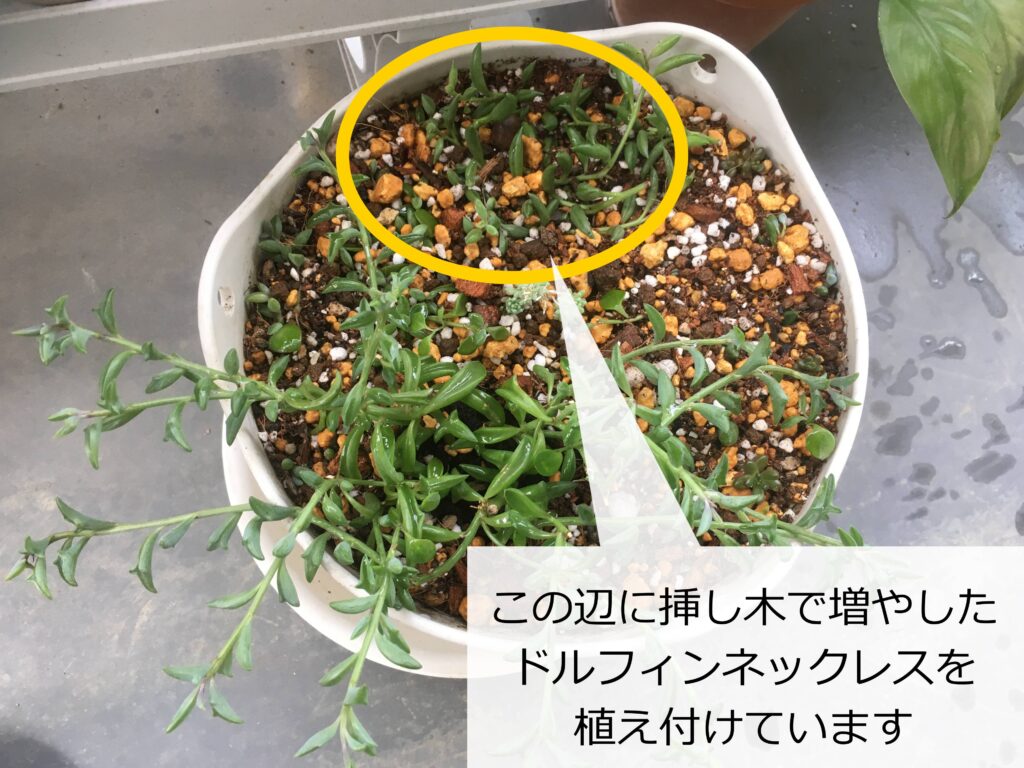 多肉植物の寄せ植え(ネックレス系)