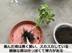 根腐れを起こしたシェフレラ・ハッピーイエロー