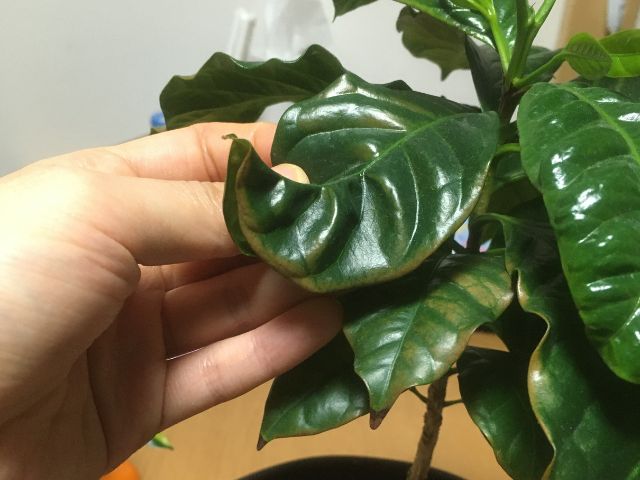 肥料焼けを起こしたコーヒーの木