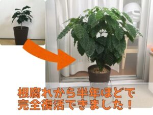 根腐れから復活したコーヒーの木