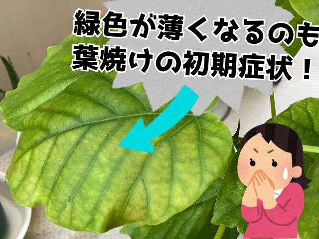 ウンベラータの葉焼け初期症状