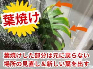 モンステラの葉焼け原因と復活方法